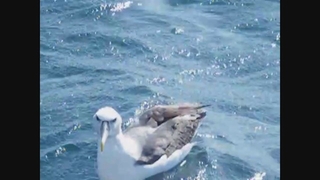 Albatros à cape blanche (steadi) - ML356967311