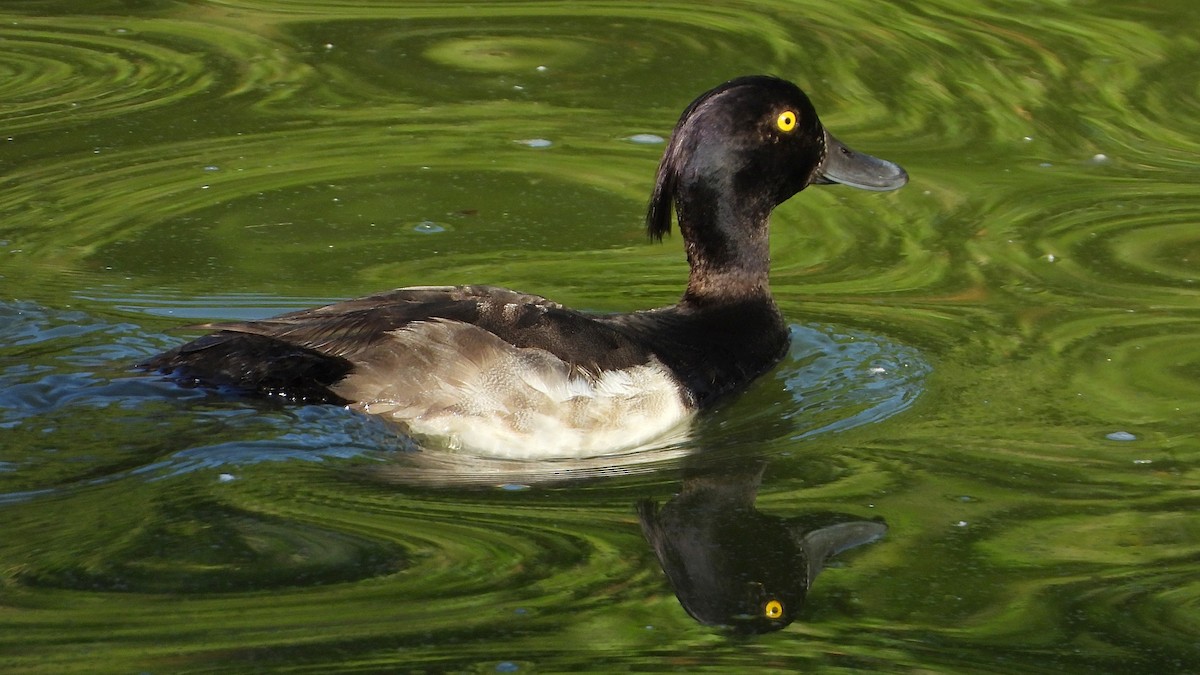 Tufted Duck - ML356970381