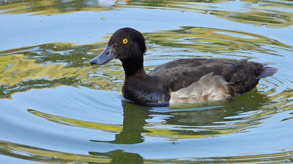 Tufted Duck - ML356970471