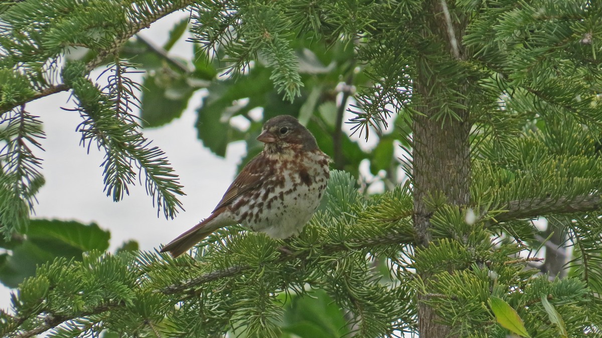 Fox Sparrow - Fred Peters