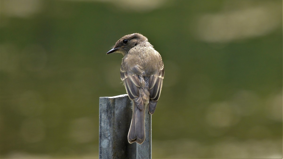 Eastern Phoebe - Mark Cloutier