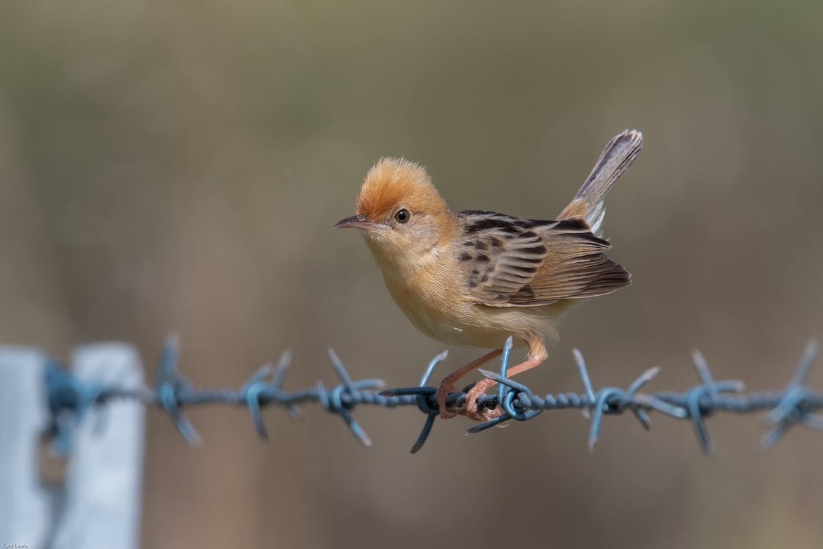 Golden-headed Cisticola - Cary Lewis
