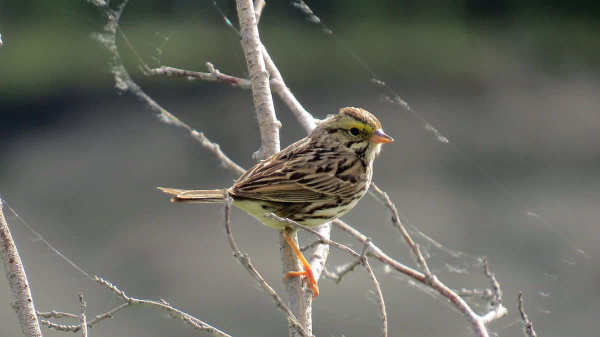 Savannah Sparrow - ML35697091