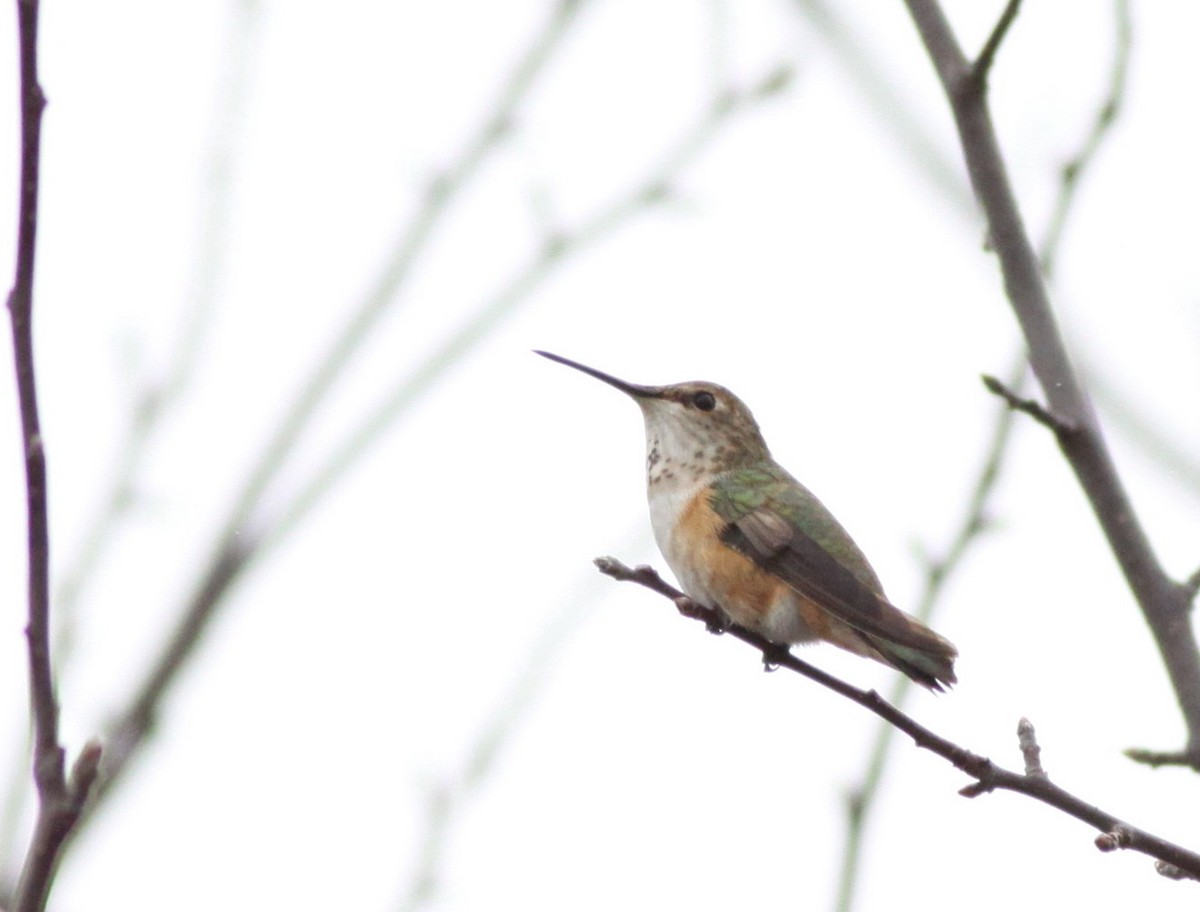 Rufous Hummingbird - ML35697271
