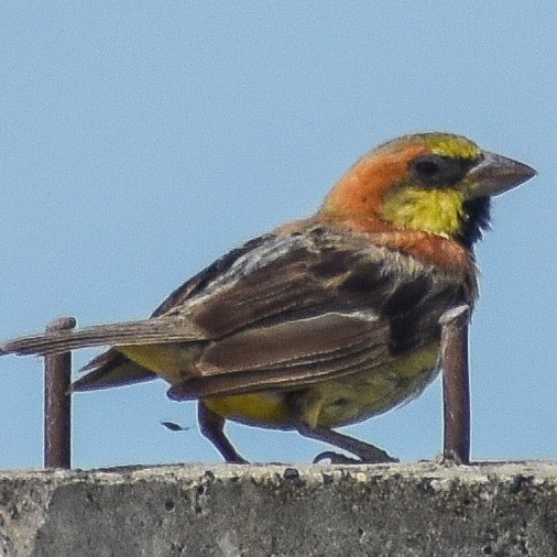 Plain-backed Sparrow - Robin Cupp