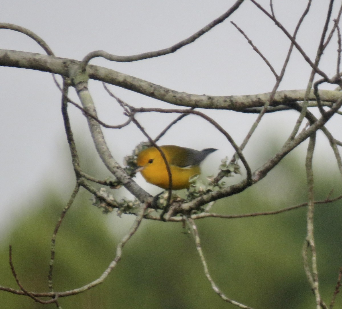 Prothonotary Warbler - ML356980081