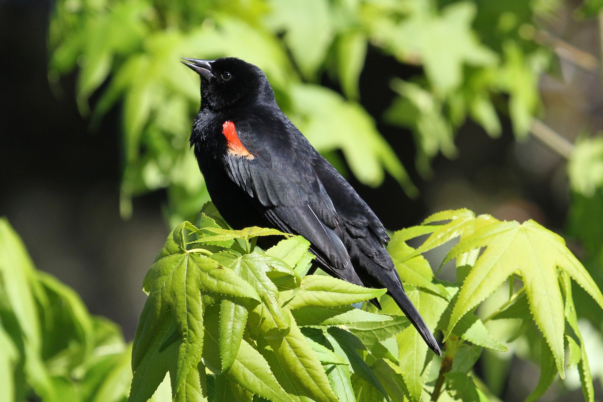 Red-winged Blackbird - ML35698371
