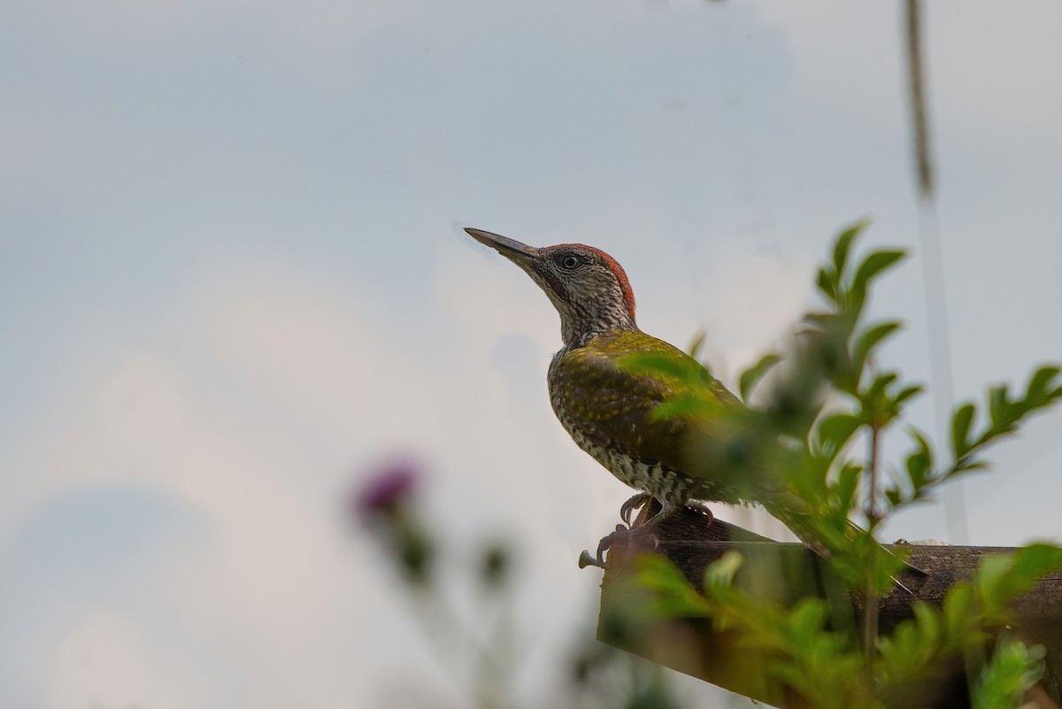 Eurasian Green Woodpecker - ML356985151