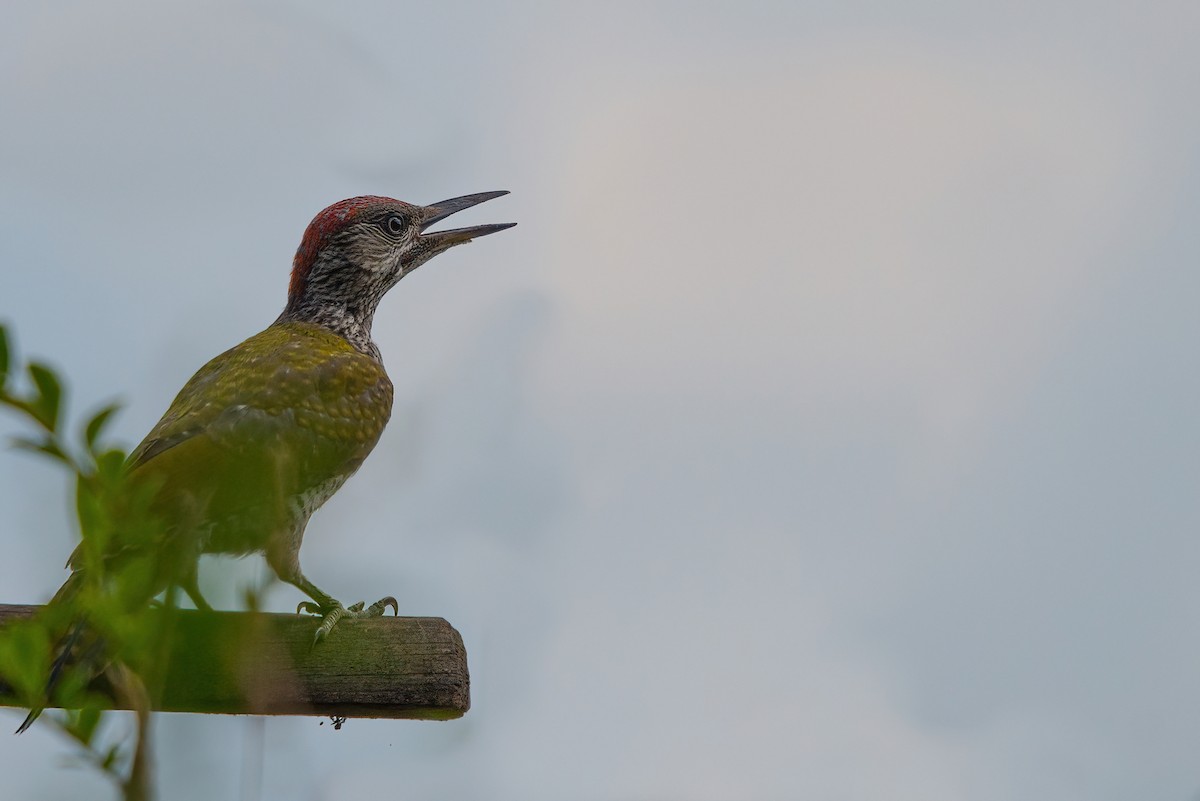 Eurasian Green Woodpecker - ML356985171