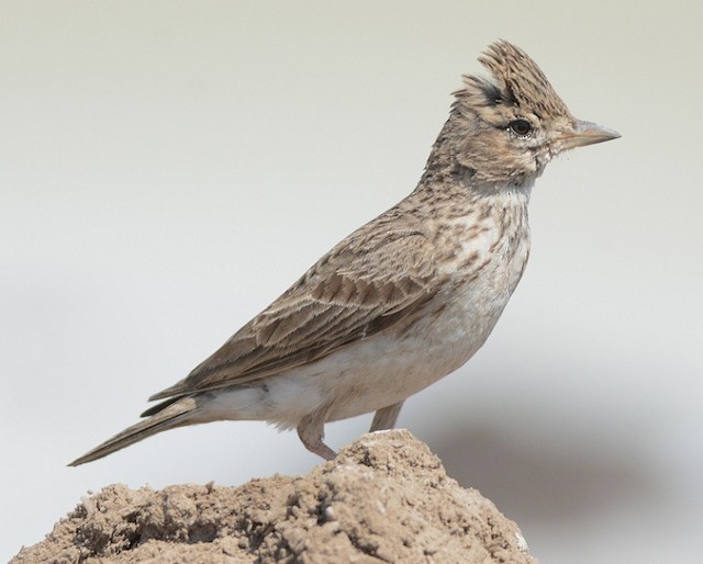 Subspecies <em>krishnakumarsinhji</em><em class="SciName notranslate"> </em>adult, moderately worn plumage, lateral view. - Sand Lark - 