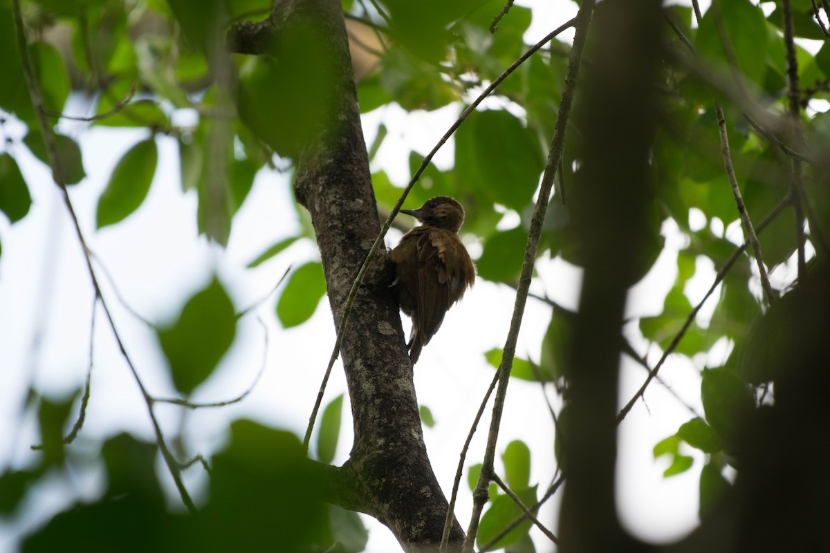 Smoky-brown Woodpecker - ML35699261