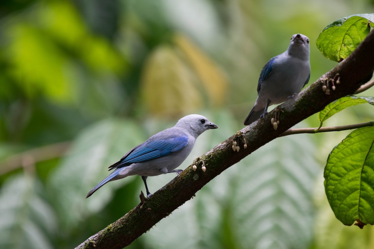 Blue-gray Tanager - ML35699391