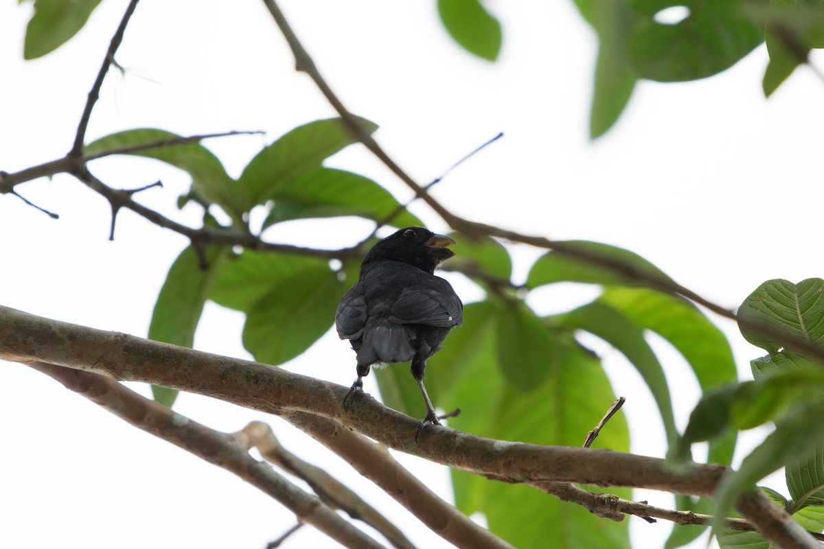 Variable Seedeater - ML35699691
