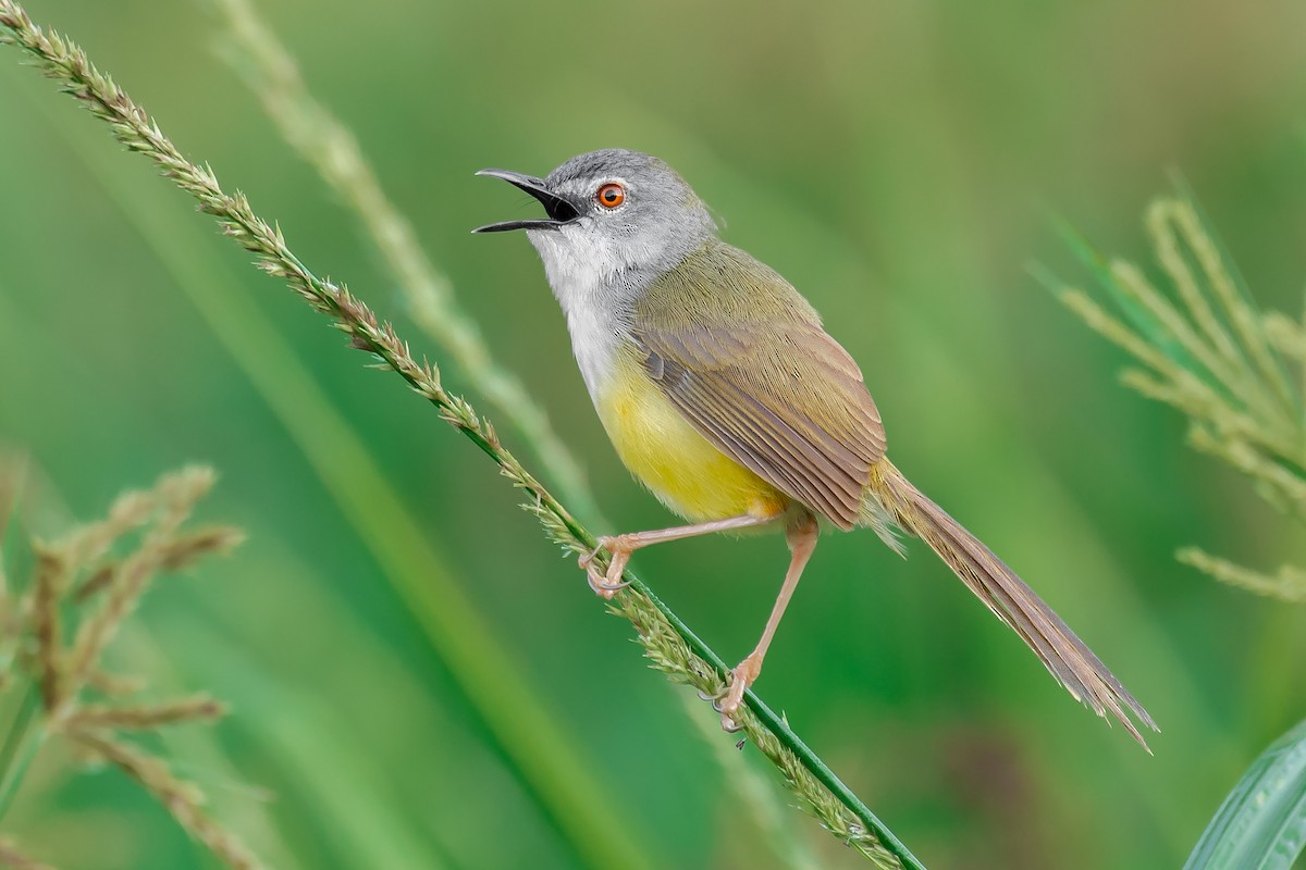 Yellow-bellied Prinia (Yellow-bellied) - ML356997211