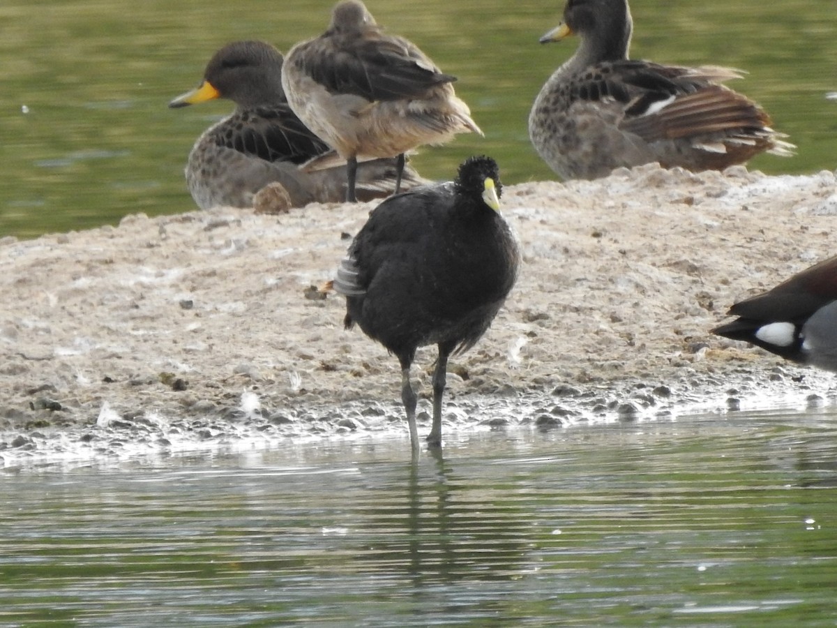 White-winged Coot - ML356998731