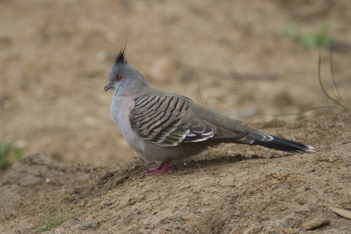 Crested Pigeon - Matthew Pike