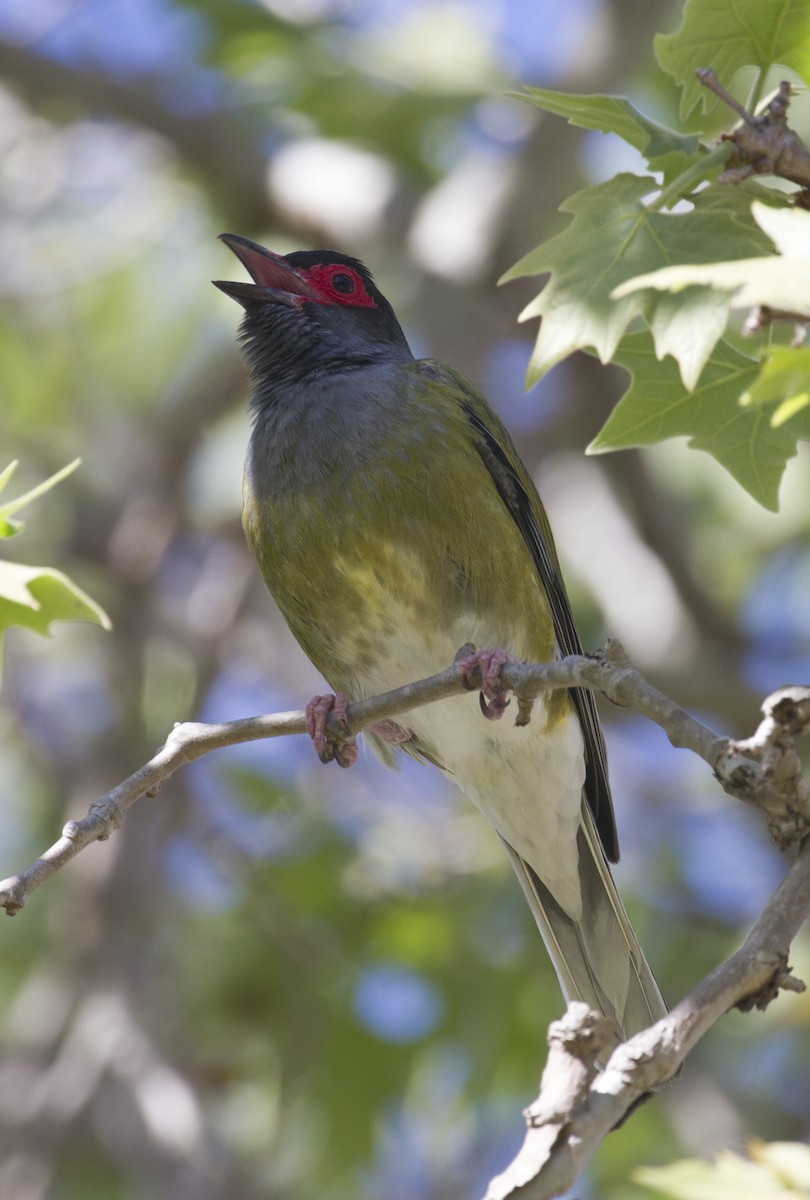 Australasian Figbird - Matthew Pike