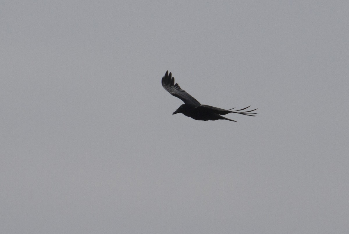 Australian Raven - Matthew Pike