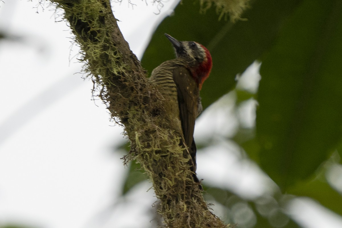 Yellow-vented Woodpecker - Guillermo  Saborío Vega