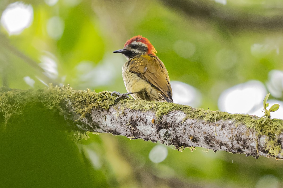Yellow-vented Woodpecker - ML357007691