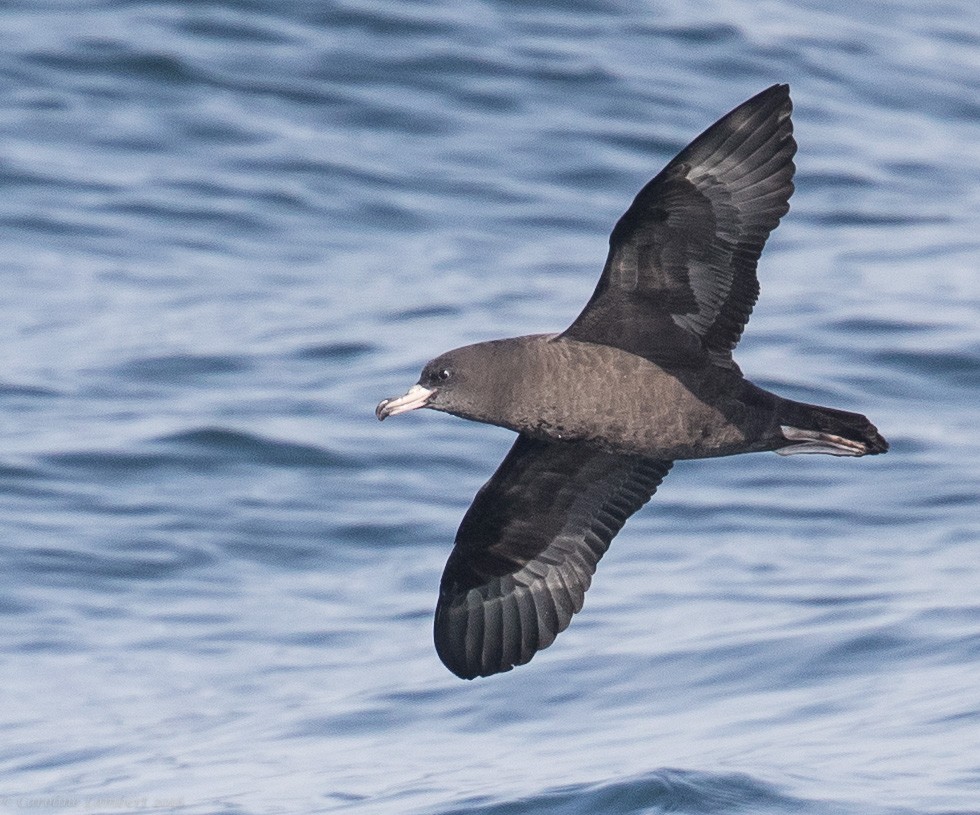 Flesh-footed Shearwater - ML35701181