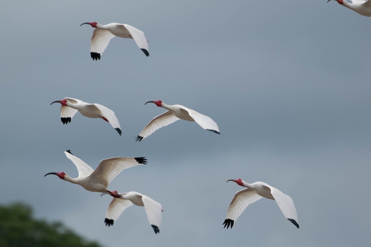 ibis bílý - ML35701311