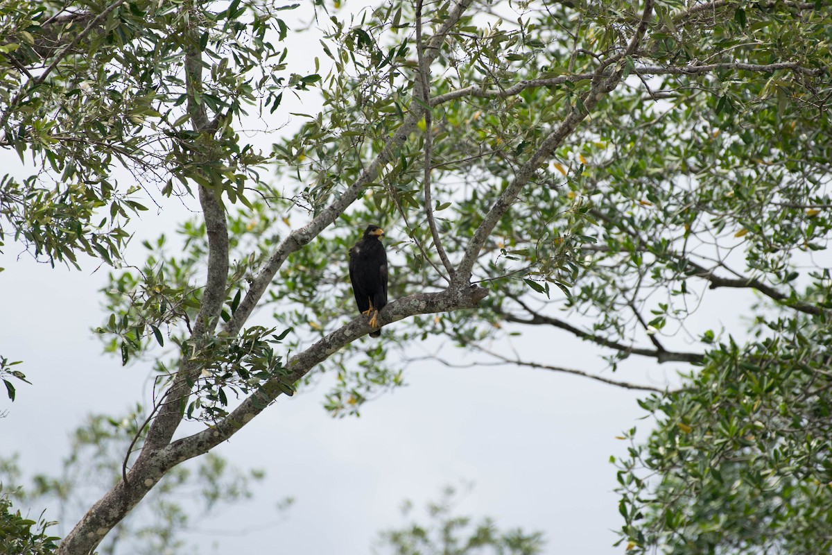 Common Black Hawk (Mangrove) - ML35701721