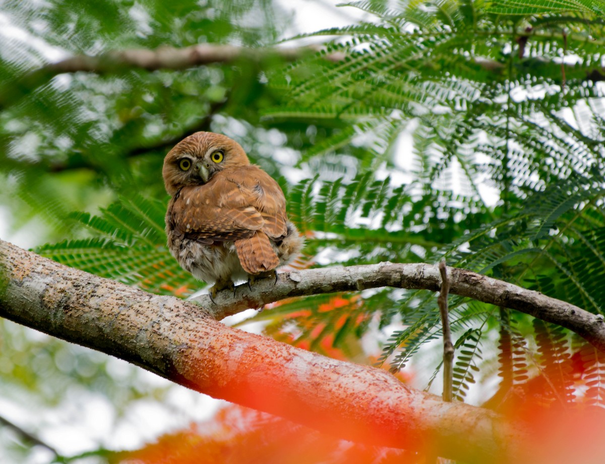 Ferruginous Pygmy-Owl - Matthew Bell
