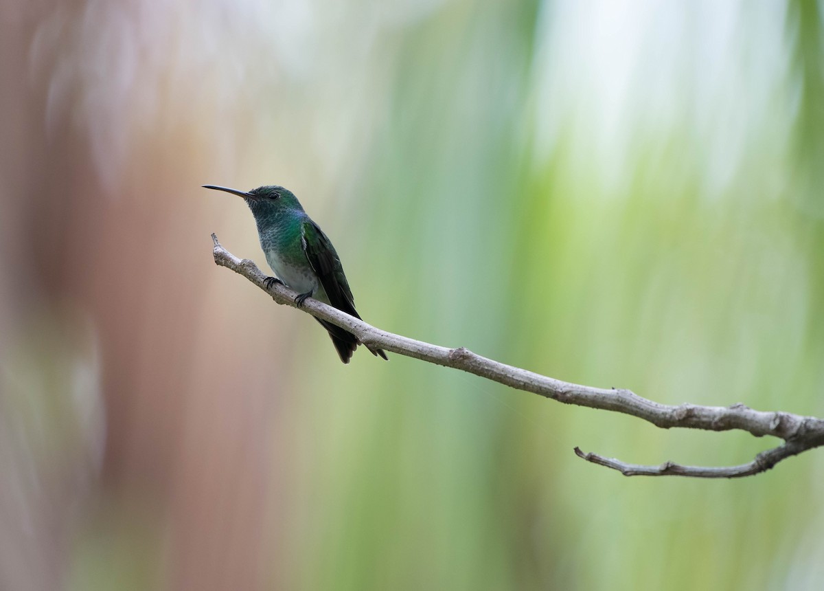 Mangrove Hummingbird - Matthew Bell