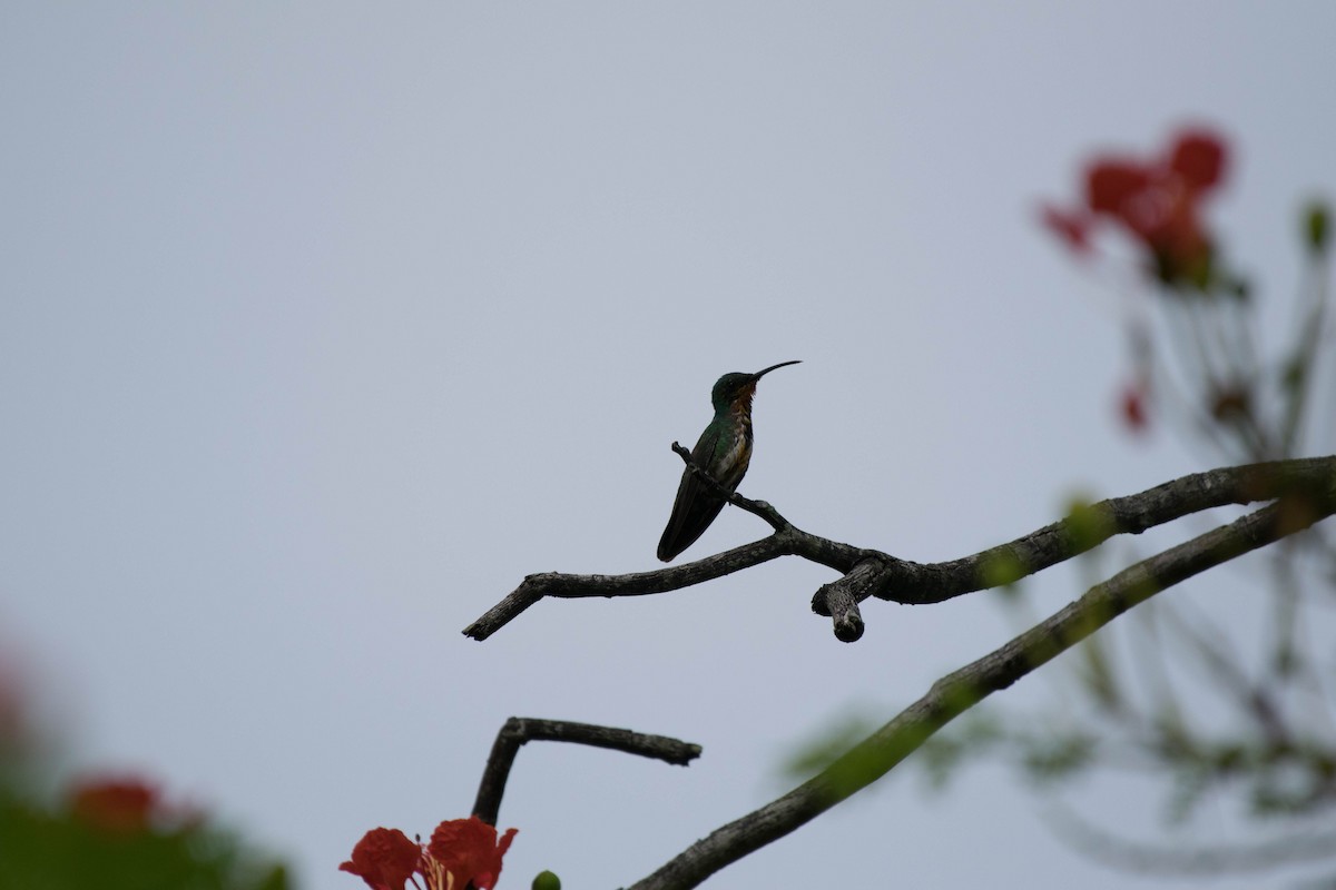 kolibřík lesklý - ML35701921