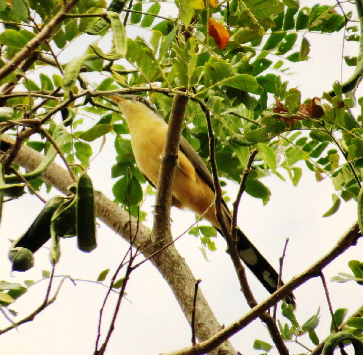 Mangrove Cuckoo - Nels Nelson