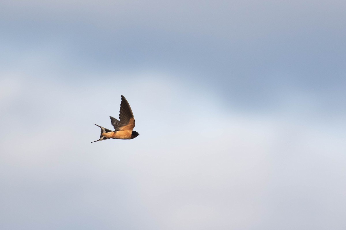 Barn Swallow (American) - ML357024381