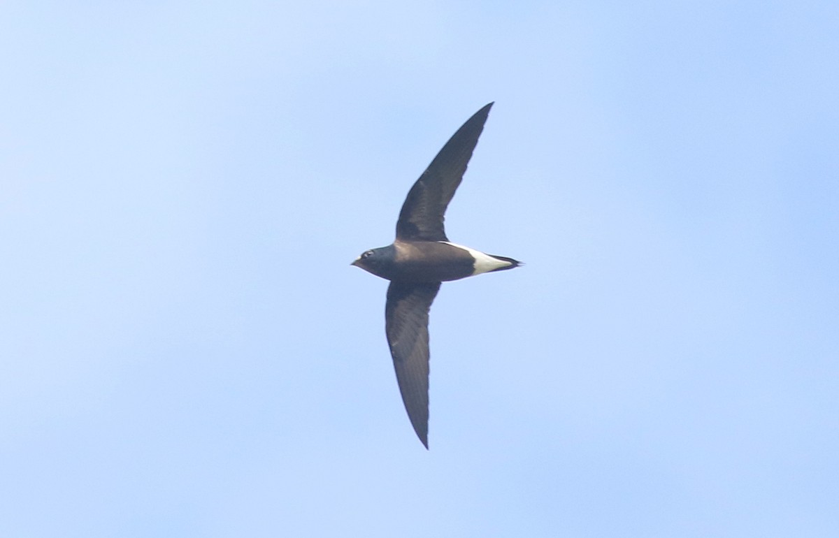 Brown-backed Needletail - ML357026851
