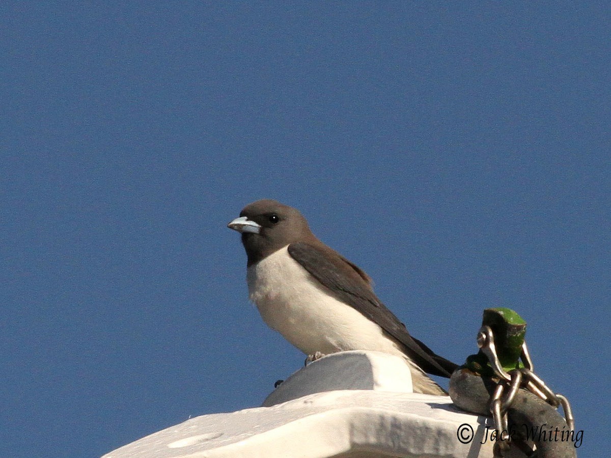 White-breasted Woodswallow - ML35702871