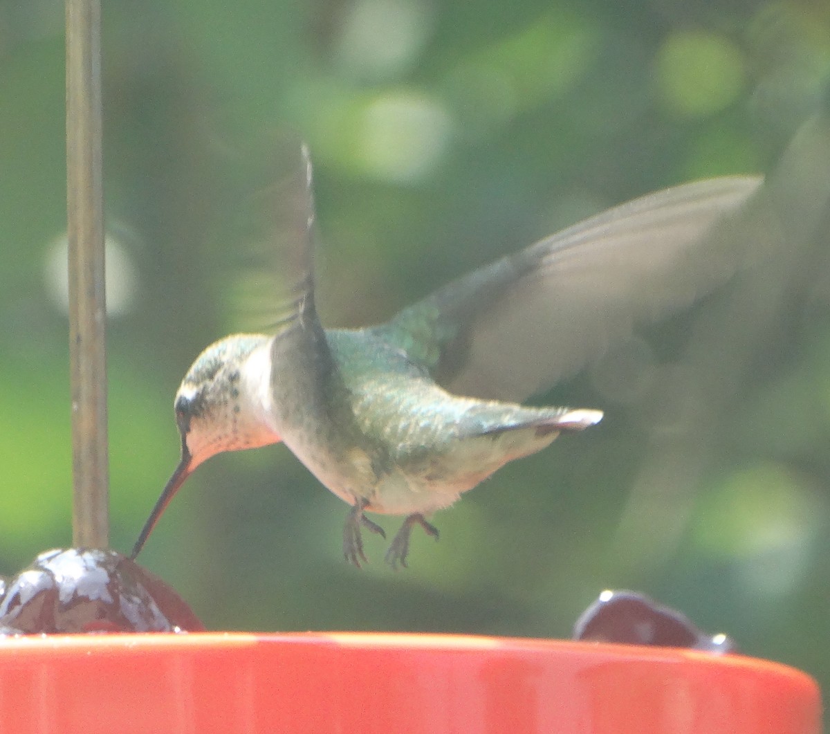 Ruby-throated Hummingbird - Mary Hall