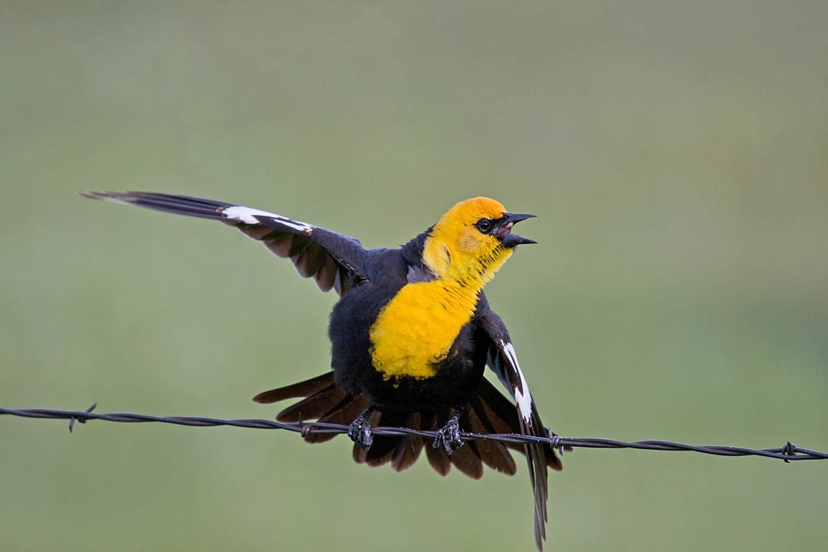 Yellow-headed Blackbird - Greg Gillson