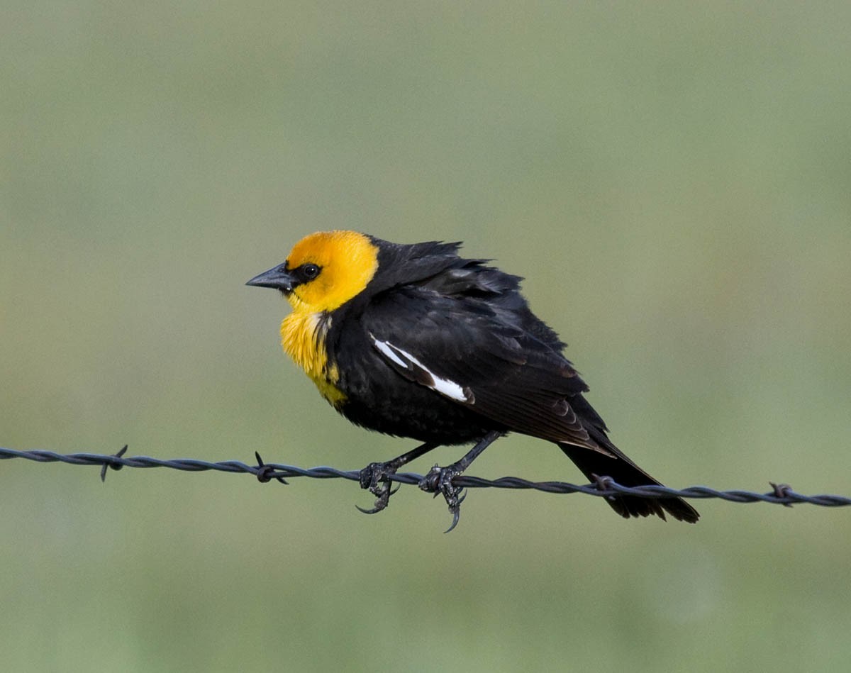 Yellow-headed Blackbird - ML35703161
