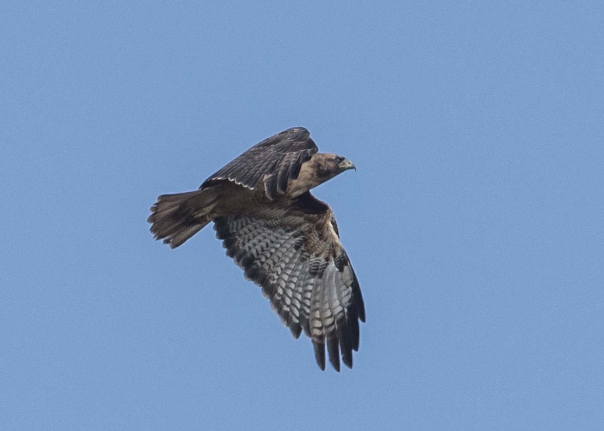 Red-tailed Hawk - ML35703521