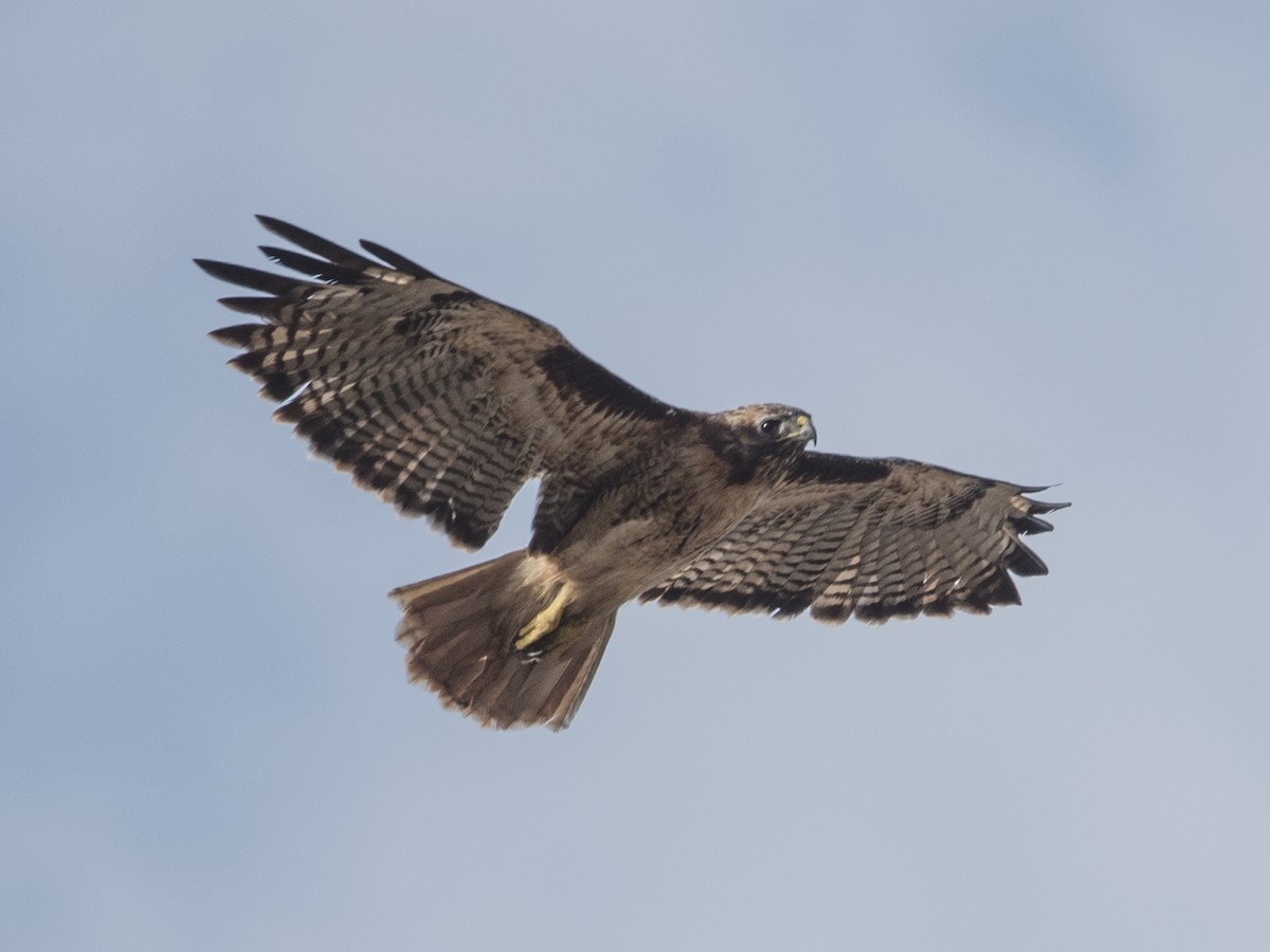 Red-tailed Hawk - ML35703531