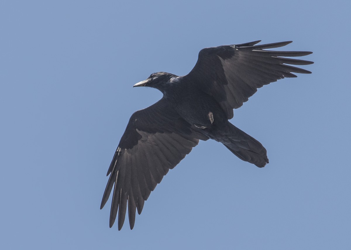 Common Raven - ML35703641