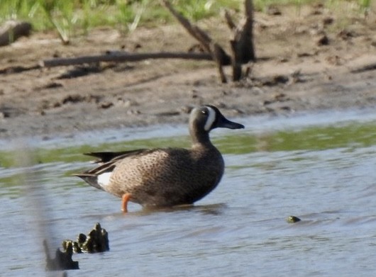 Blue-winged Teal - ML357036611