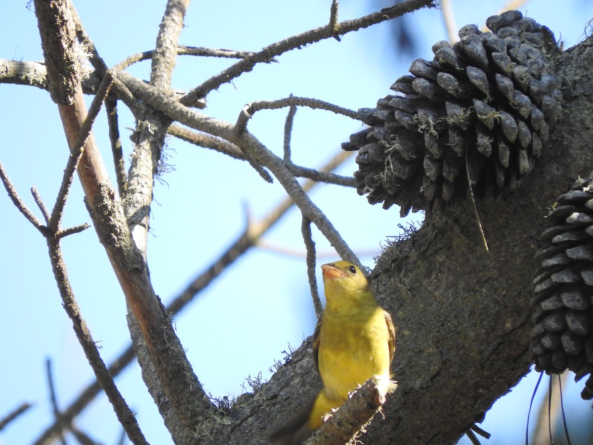 Western Tanager - Sam S