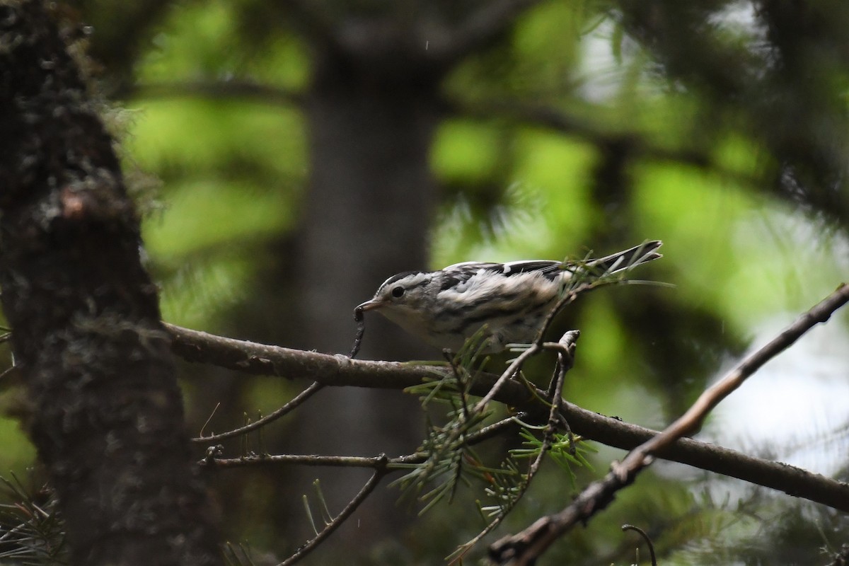 Black-and-white Warbler - ML357040111