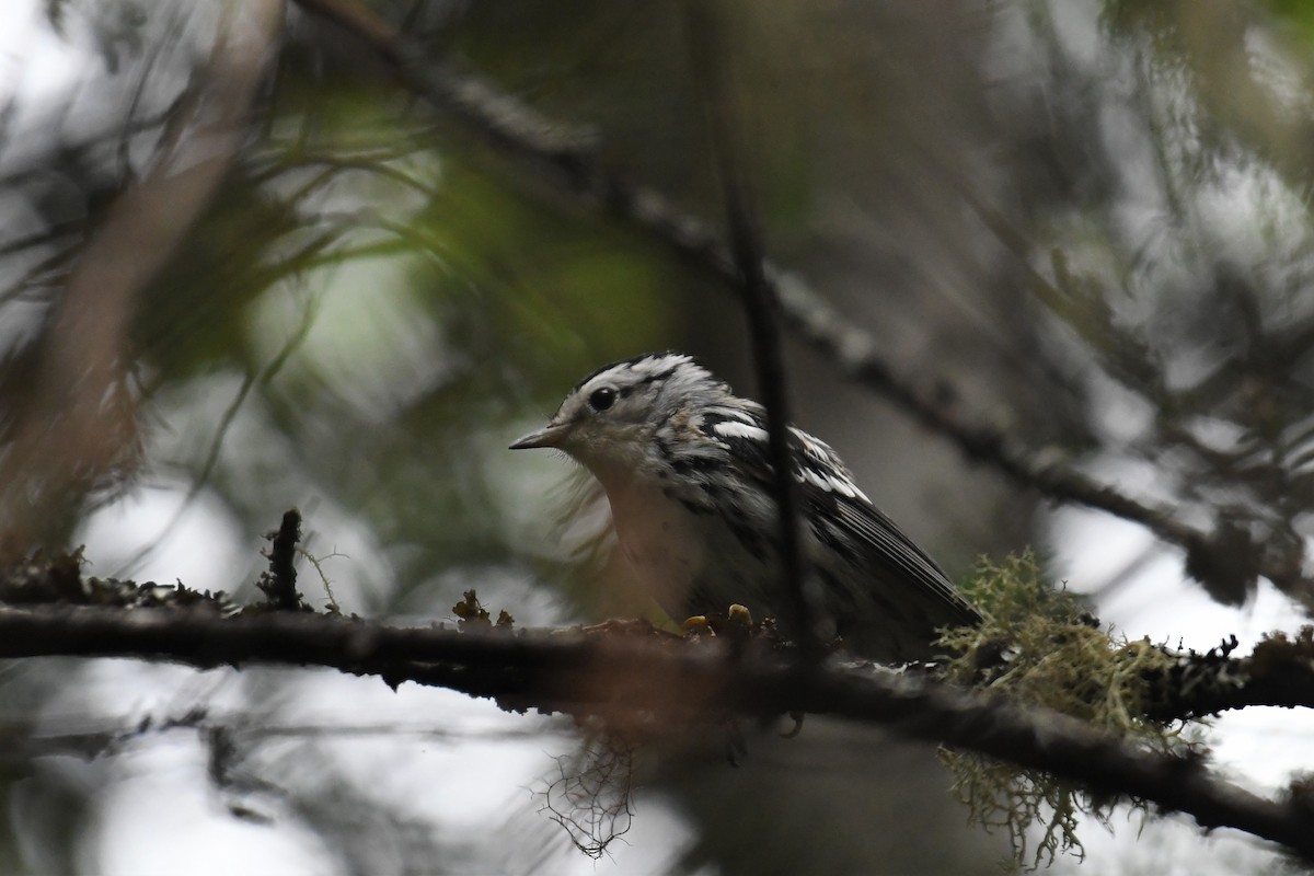 Black-and-white Warbler - ML357040121