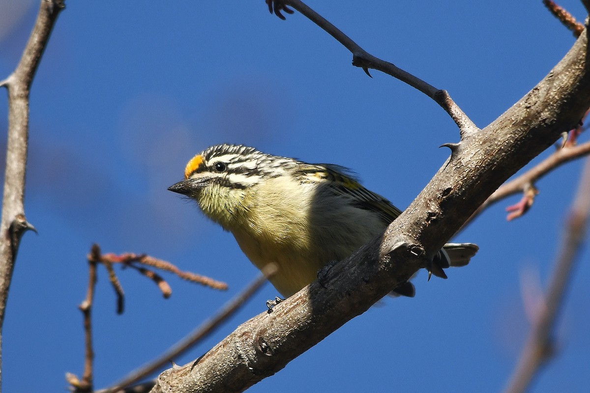 Yellow-fronted Tinkerbird - graham cochrane
