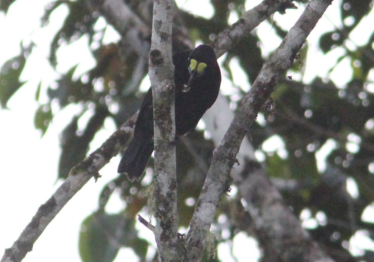 Short-tailed Paradigalla - Ashley Banwell