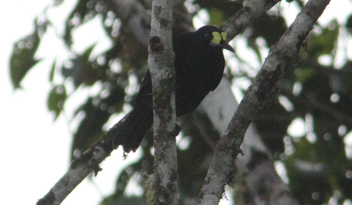 Short-tailed Paradigalla - Ashley Banwell