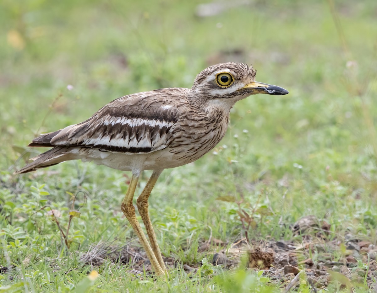 Indian Thick-knee - ML357043591