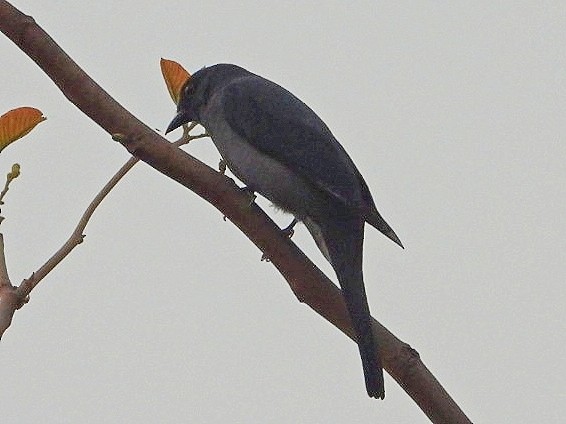 Black-winged Cuckooshrike - Chaiti Banerjee