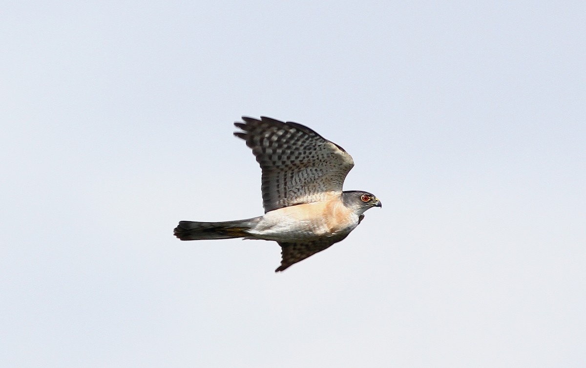 Japanese Sparrowhawk - Chien-wei Tseng